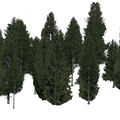 Screenshot of Conifer dense, warm, rain
