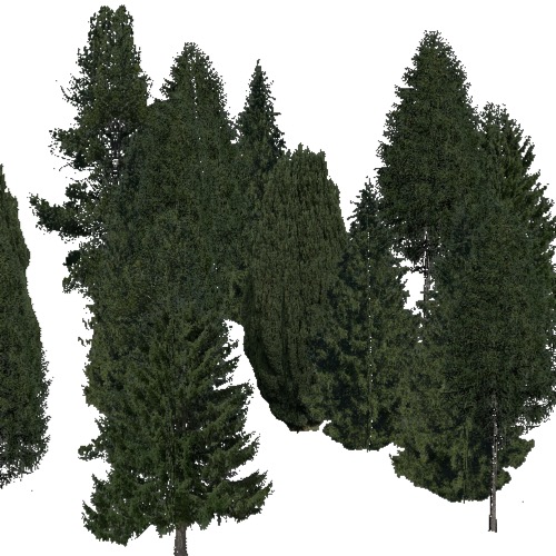 Screenshot of Conifer sparse, warm, dry and semi-dry