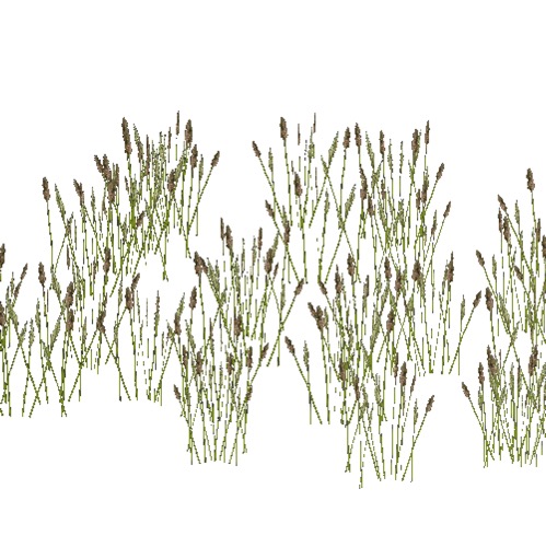 Screenshot of Grass, cats tails, 0.3-0.4m