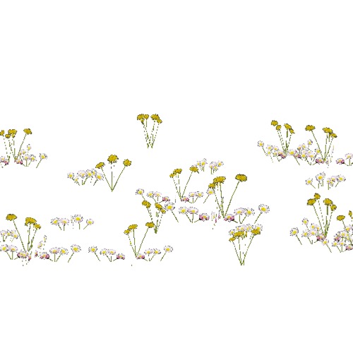 Screenshot of Asteraceae (daisies and dandelions), 0.2-0.6m