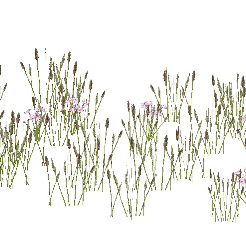 Screenshot of Asteraceae and grass, 0.3-0.4m