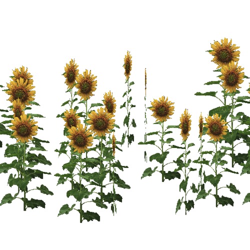 Screenshot of Helianthus (Sunflowers)
