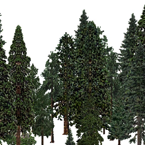 Screenshot of USA Forest, California Coastal Redwood, Evergreen Dense