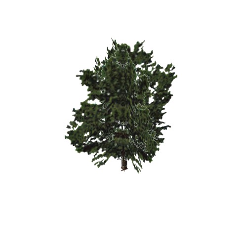 Screenshot of Tree, Acer (Maple), 26m