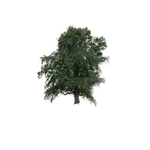 Screenshot of Tree, Acer (Maple), 10m