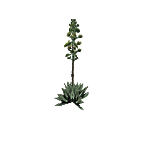 Screenshot of Succulent, Agave, flowering, 6m