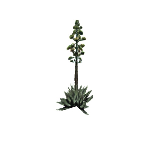 Screenshot of Succulent, Agave, flowering, 7m