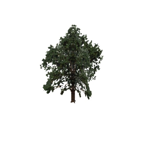 Screenshot of Tree, Arbutus (Madrone), 20m
