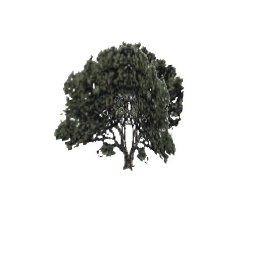 Screenshot of Tree, Arctostaphylos (Manzanita), 4.5m