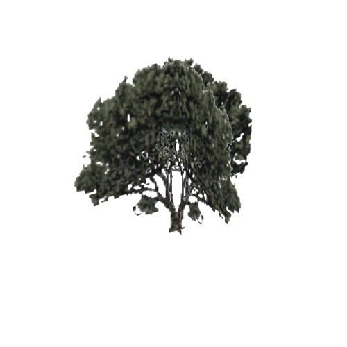 Screenshot of Tree, Arctostaphylos (Manzanita), 5m