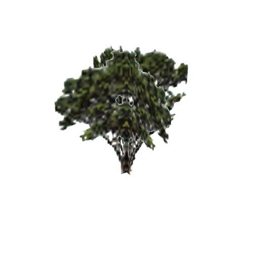 Screenshot of Tree, Arctostaphylos (Manzanita), 3m