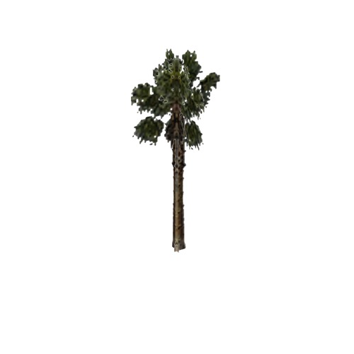 Screenshot of Tree, Arecaceae (Palm), 9.5m