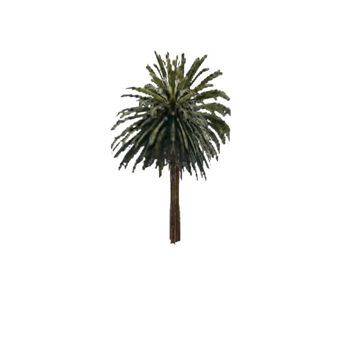 Screenshot of Tree, Arecaceae (Palm), 12m