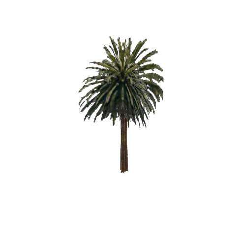 Screenshot of Tree, Arecaceae (Palm), 16m