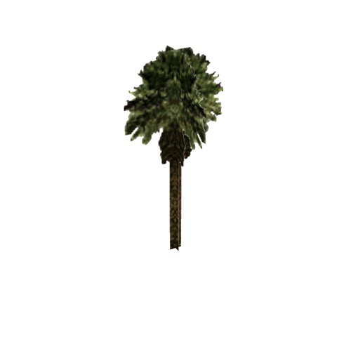Screenshot of Tree, Arecaceae (Palm), 7.5m