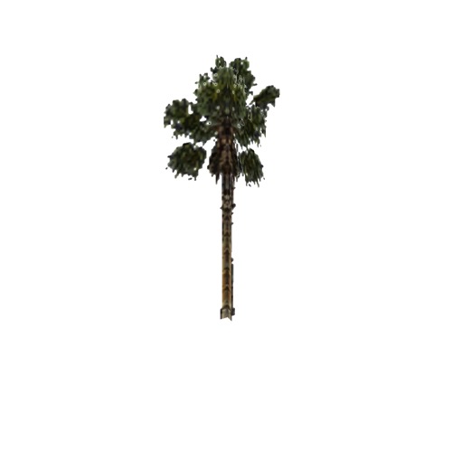 Screenshot of Tree, Arecaceae, Washingtonia Filifera (California Palm), 15m