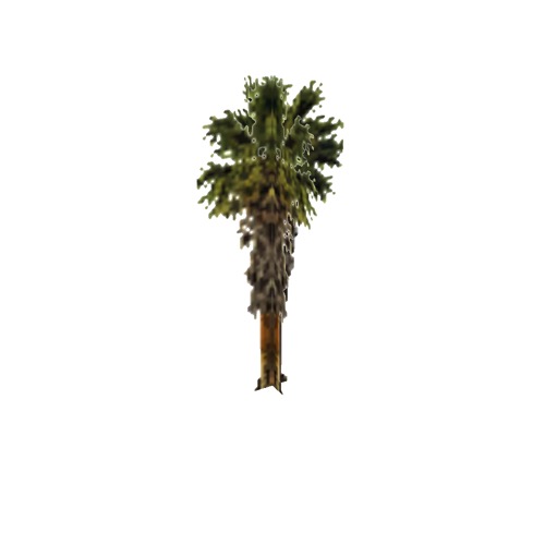 Screenshot of Tree, Arecaceae, Washingtonia Filifera (California Palm), 9m