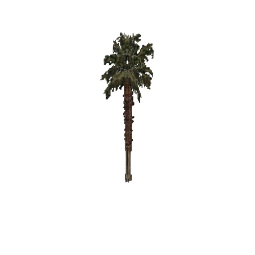 Screenshot of Tree, Arecaceae (Palm), 11m
