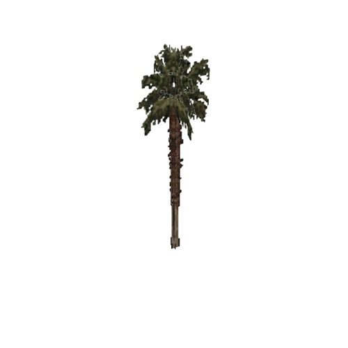 Screenshot of Tree, Arecaceae (Palm), 13m