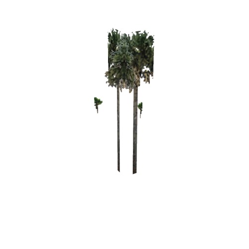 Screenshot of Tree, Arecaceae, Sabaleae (Sabal Palm), 13m