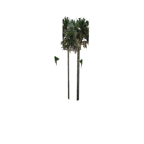 Screenshot of Tree, Arecaceae, Sabaleae (Sabal Palm), 15m