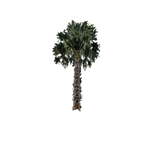 Screenshot of Tree, Arecaceae, Sabaleae (Sabal Palm), 10m