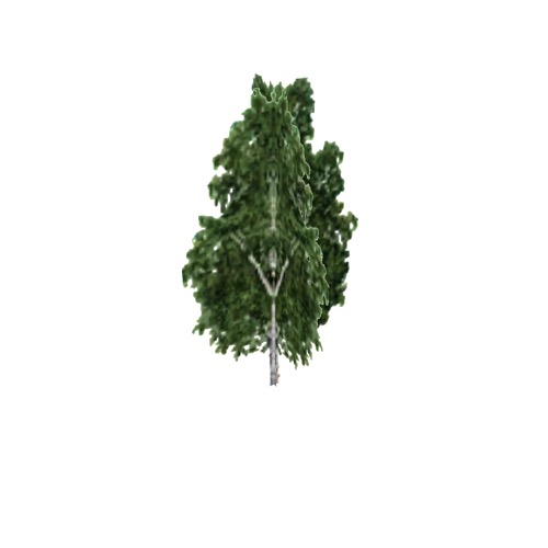Screenshot of Tree, Betula, Pendula (Silver Birch), 17m