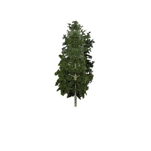 Screenshot of Tree, Betula, Pendula (Silver Birch), 11m