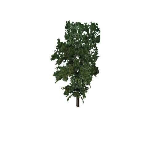 Screenshot of Tree, Carya (Hickory), 36m