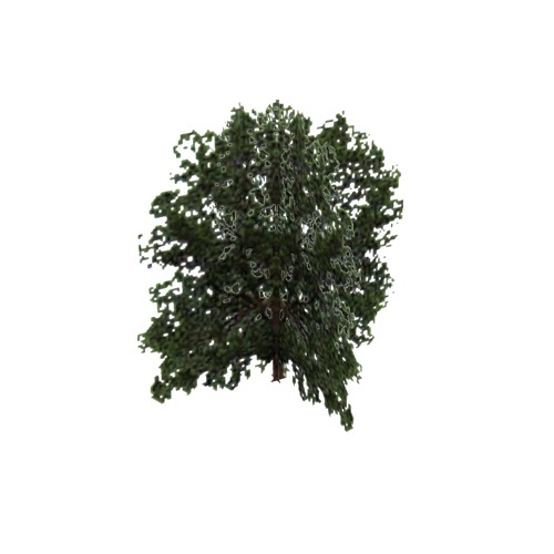 Screenshot of Tree, Carya (Hickory), 30m