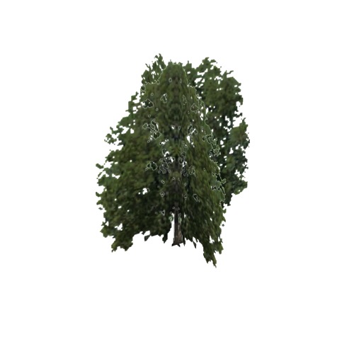 Screenshot of Tree, Celtis (Hackberry), 16m