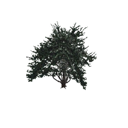 Screenshot of Tree, Cupressus (Cypress), 13m