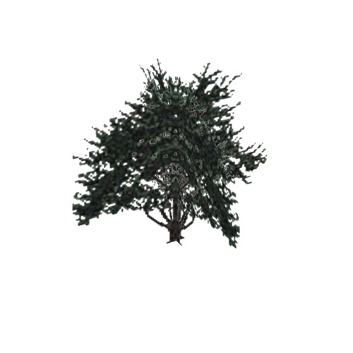 Screenshot of Tree, Cupressus (Cypress), 9m