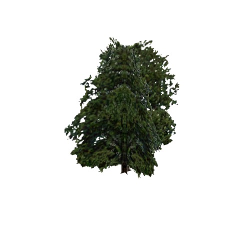 Screenshot of Tree, Fagus (Beech), 19m