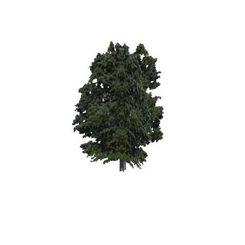 Screenshot of Tree, Fagus, Grandifolia (American Beech), 26m