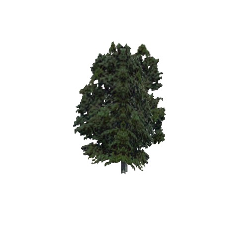 Screenshot of Tree, Fagus, Grandifolia (American Beech), 29m