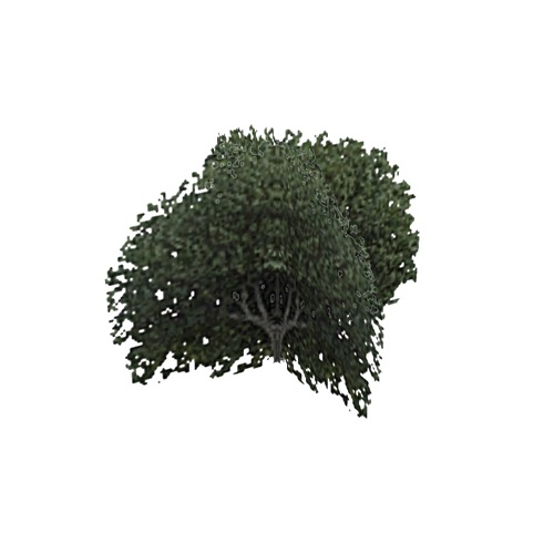 Screenshot of Tree, Ficus (Fig), 4.5m