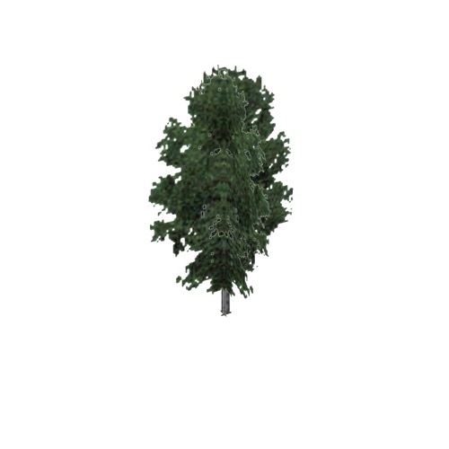 Screenshot of Tree, Fraxinus, Nigra (Black Ash), 12m
