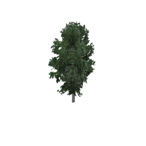 Screenshot of Tree, Fraxinus, Nigra (Black Ash), 13m