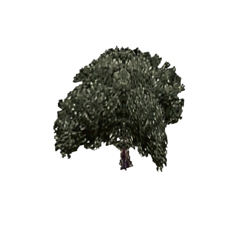 Screenshot of Tree, Olea (Olive), 7.5m