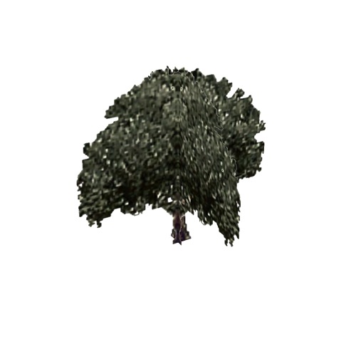 Screenshot of Tree, Olea (Olive), 8m