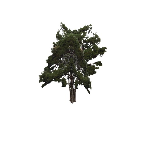Screenshot of Tree, Pinus (Pine), 12m