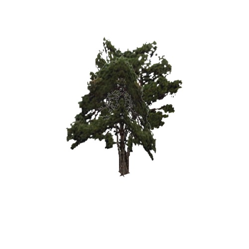 Screenshot of Tree, Pinus (Pine), 7m