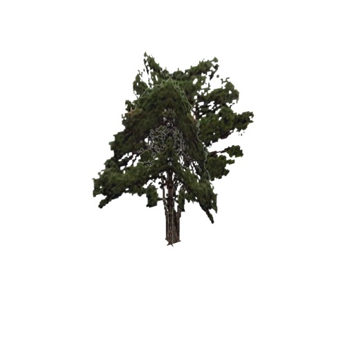 Screenshot of Tree, Pinus (Pine), 9m