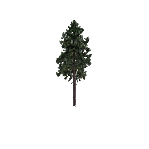 Screenshot of Tree, Pinus, Resinosa (Red Pine), 25m