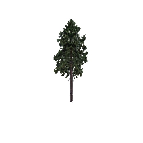 Screenshot of Tree, Pinus, Resinosa (Red Pine), 28m