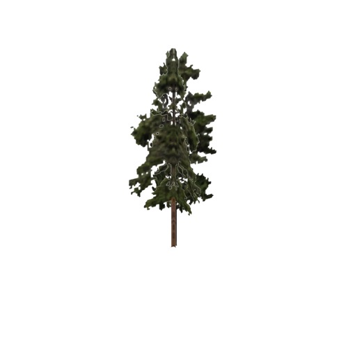 Screenshot of Tree, Pinus (Pine), 19m