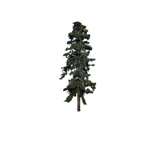 Screenshot of Tree, Pinus, Virginiana (Virginia Pine), 17m