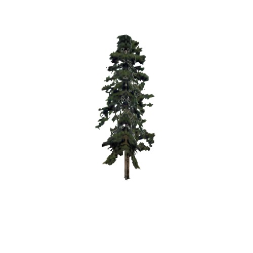 Screenshot of Tree, Pinus, Virginiana (Virginia Pine), 20m