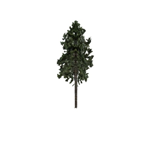 Screenshot of Tree, Pinus (Pine), 27m